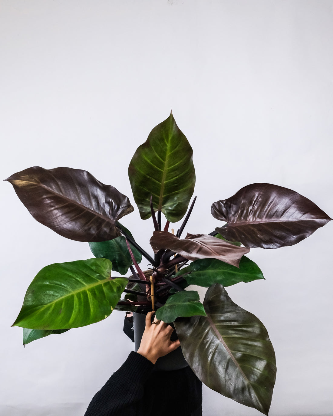 Philodendron Care: Thriving with Leafy Elegance