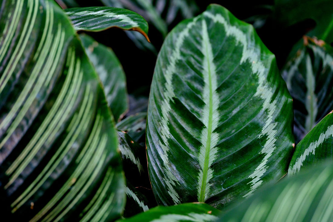 Maranta Care: Nurturing the Prayer Plant's Graceful Beauty