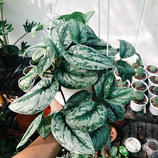 Pothos: The Perfect Green Companion for Beginners