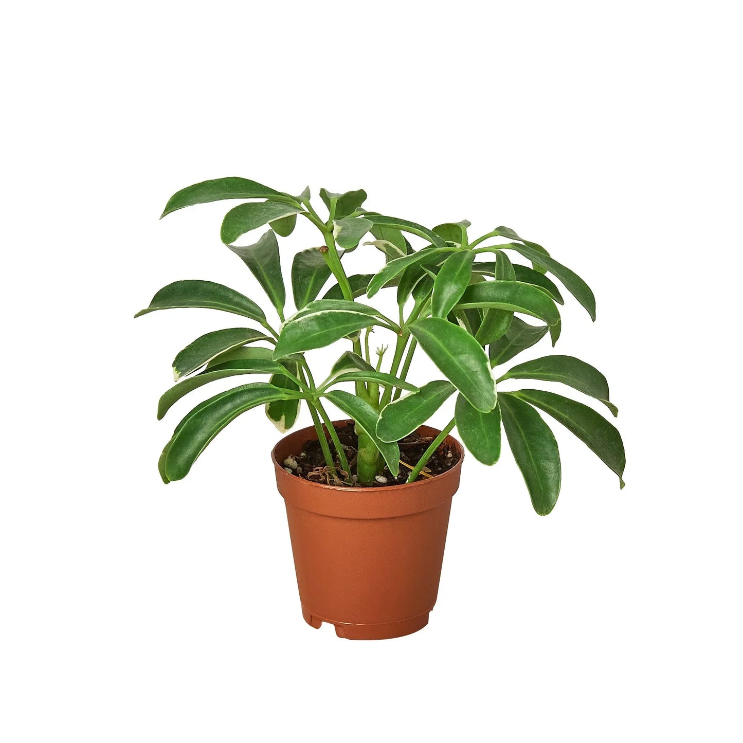 Schefflera Arboricola 'Umbrella'