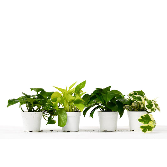 4 Pothos Variety Pack