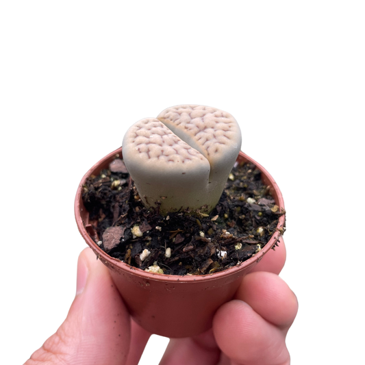 Lithop