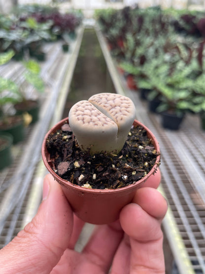 Lithop