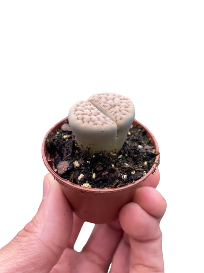 Lithop