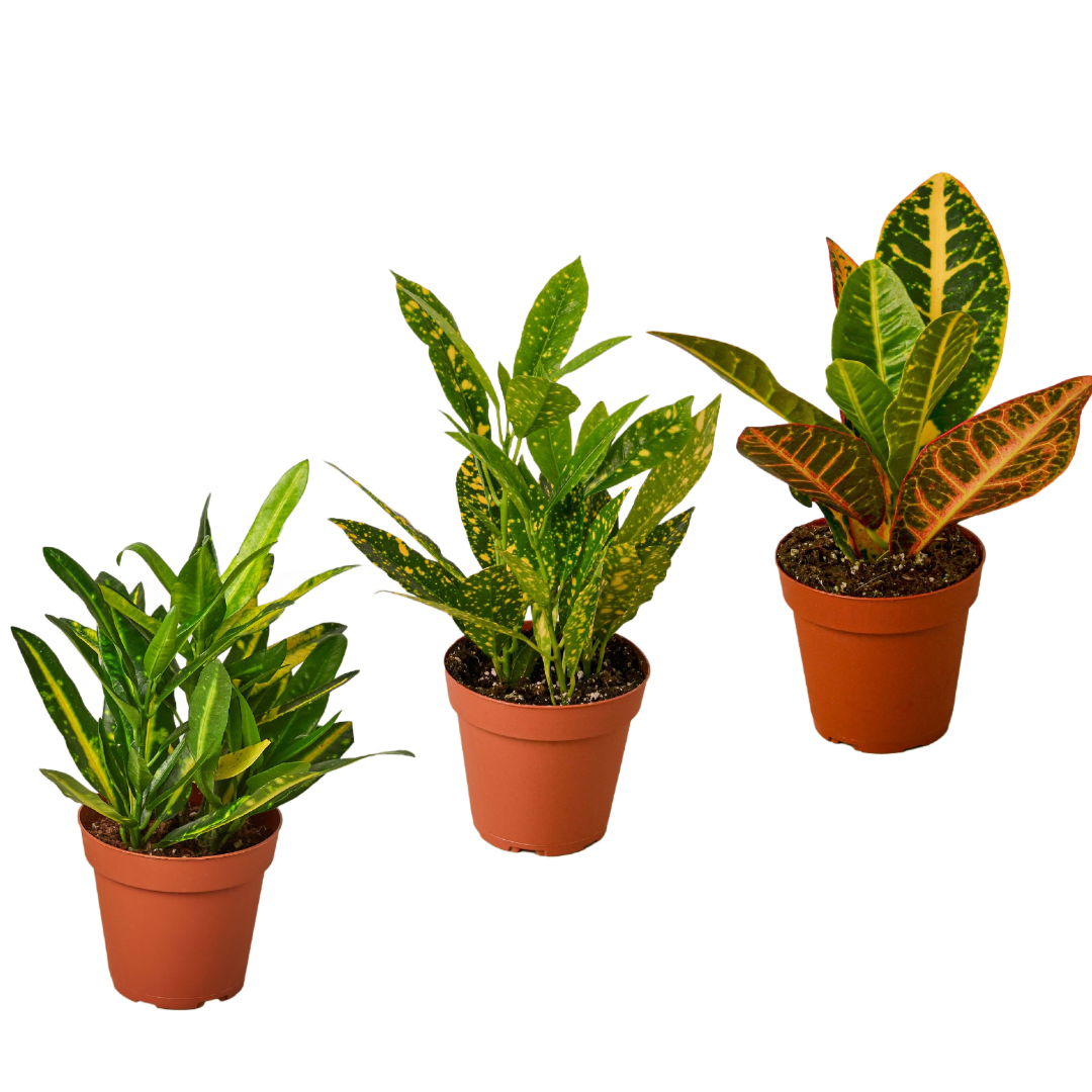 3 Croton Variety Pack