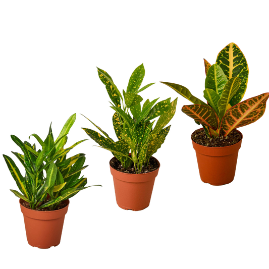 3 Croton Variety Pack