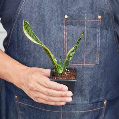 Snake Plant Laurentii