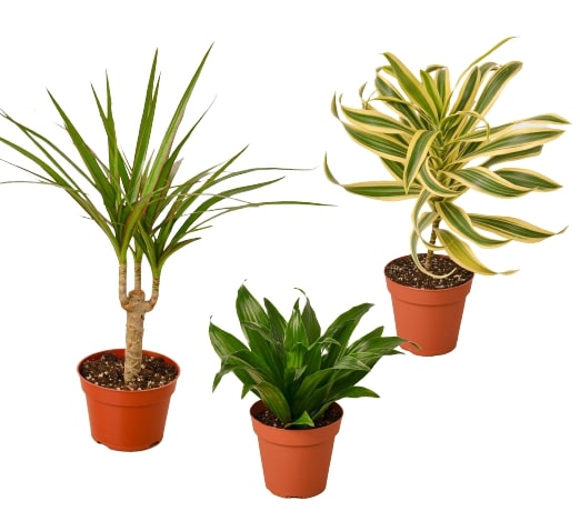 3 Dracaenas Variety Pack