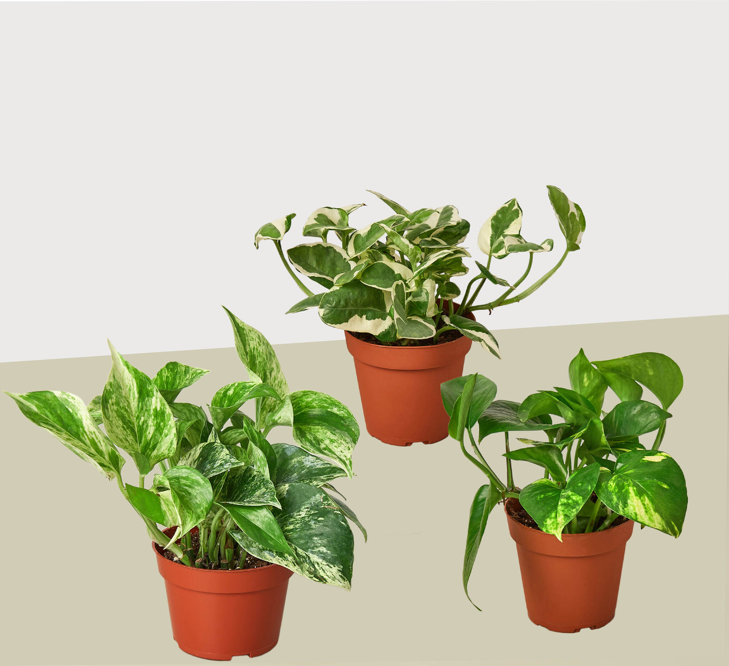 3 Pothos Variety Pack