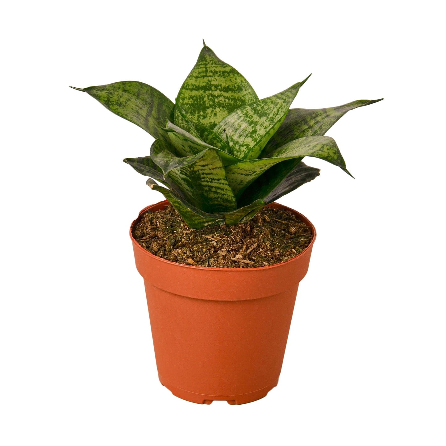 Snake Plant Black Robusta