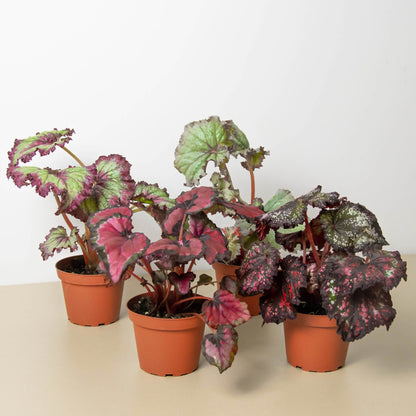 Begonia 'Rex' - Variety Bundle