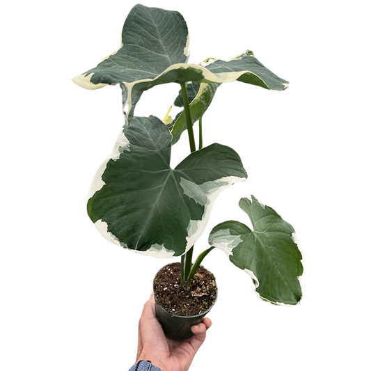 Alocasia 'Mickey Mouse'