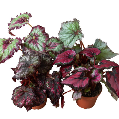 Begonia 'Rex' - Variety Bundle