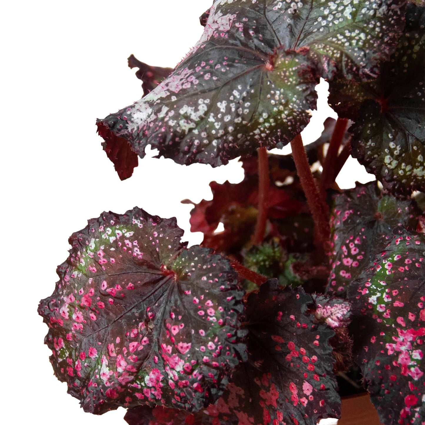 Begonia 'Rex' - Variety Bundle