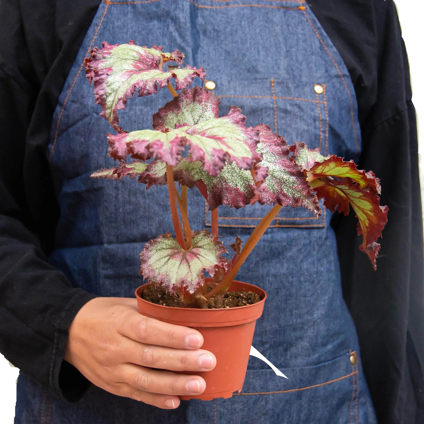 Begonia 'Rex' - Variety Bundle