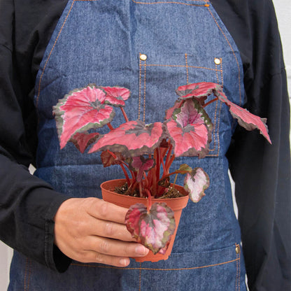 Begonia 'Rex' - Variety Bundle