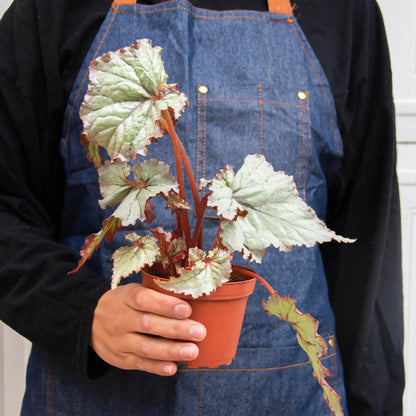 Begonia 'Rex' - Variety Bundle