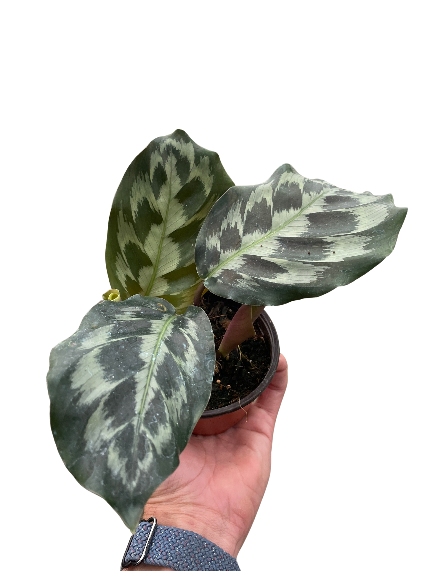 Calathea 'Kennedy'