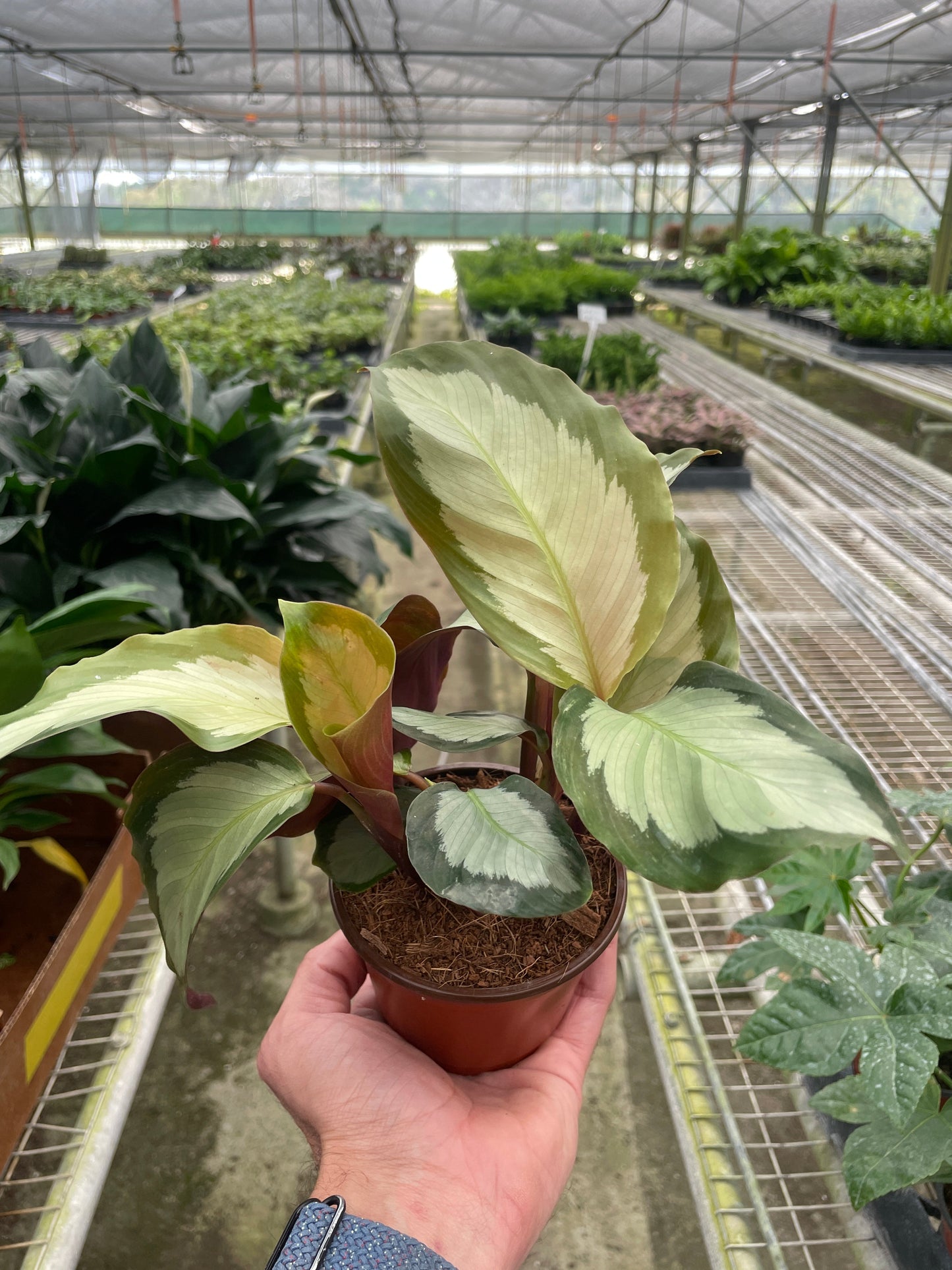 Calathea 'Picturata'