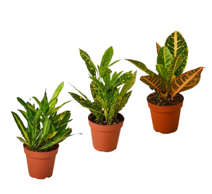 3 Croton Variety Pack