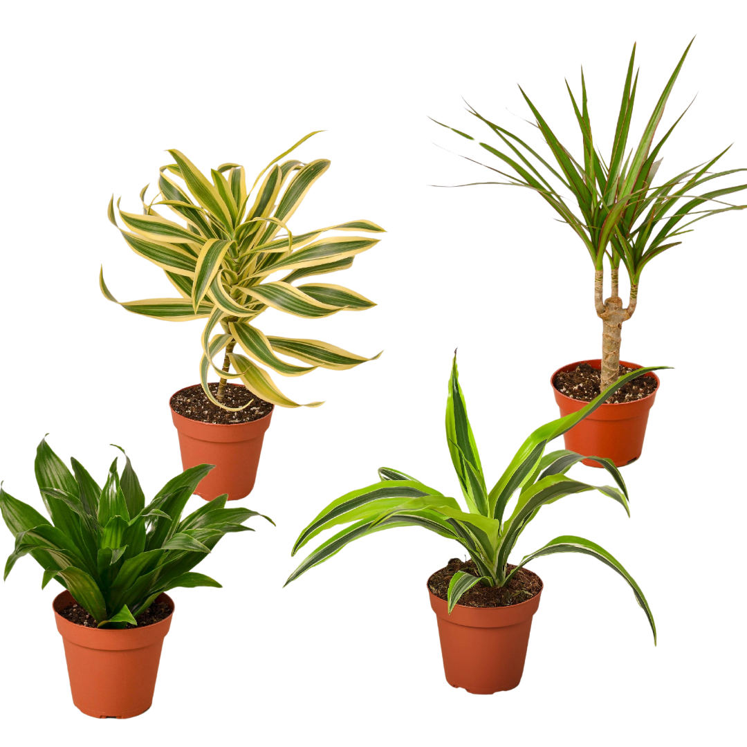 4 Dracaenas Variety Pack