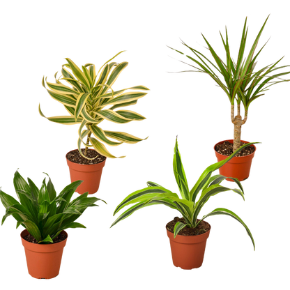 4 Dracaenas Variety Pack