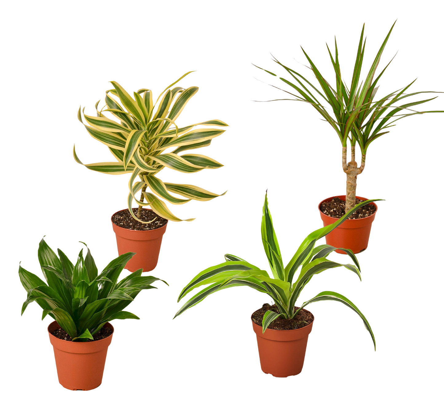 4 Dracaenas Variety Pack