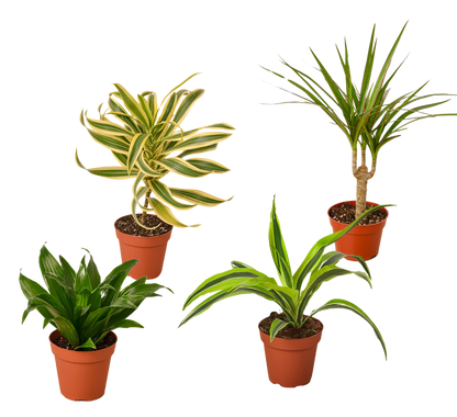 4 Dracaenas Variety Pack