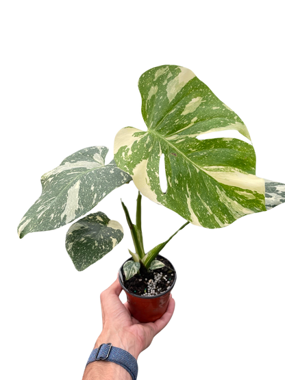 Monstera 'Thai Constellation'