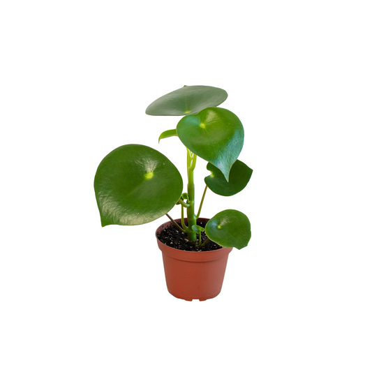 Peperomia 'Raindrop'