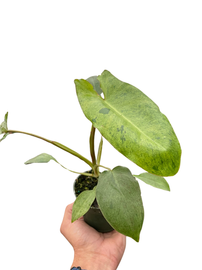 Philodendron 'Paraiso Verde'