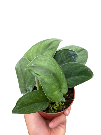 Pothos Jade Satin