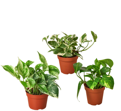 3 Pothos Variety Pack