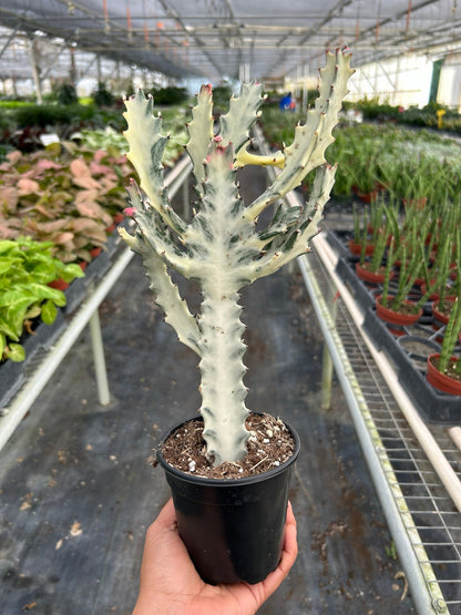 Succulent Euphorbia 'Dragon Bone'