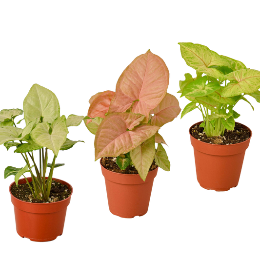 3 Syngonium Variety Pack