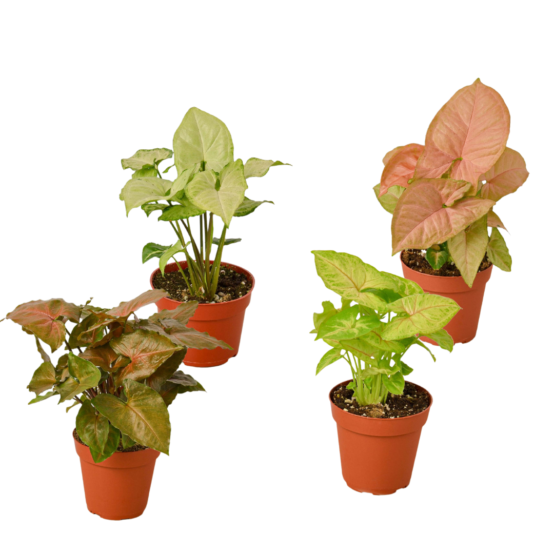 4 Syngonium Variety Pack