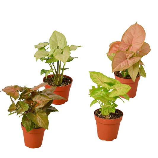 4 Syngonium Variety Pack