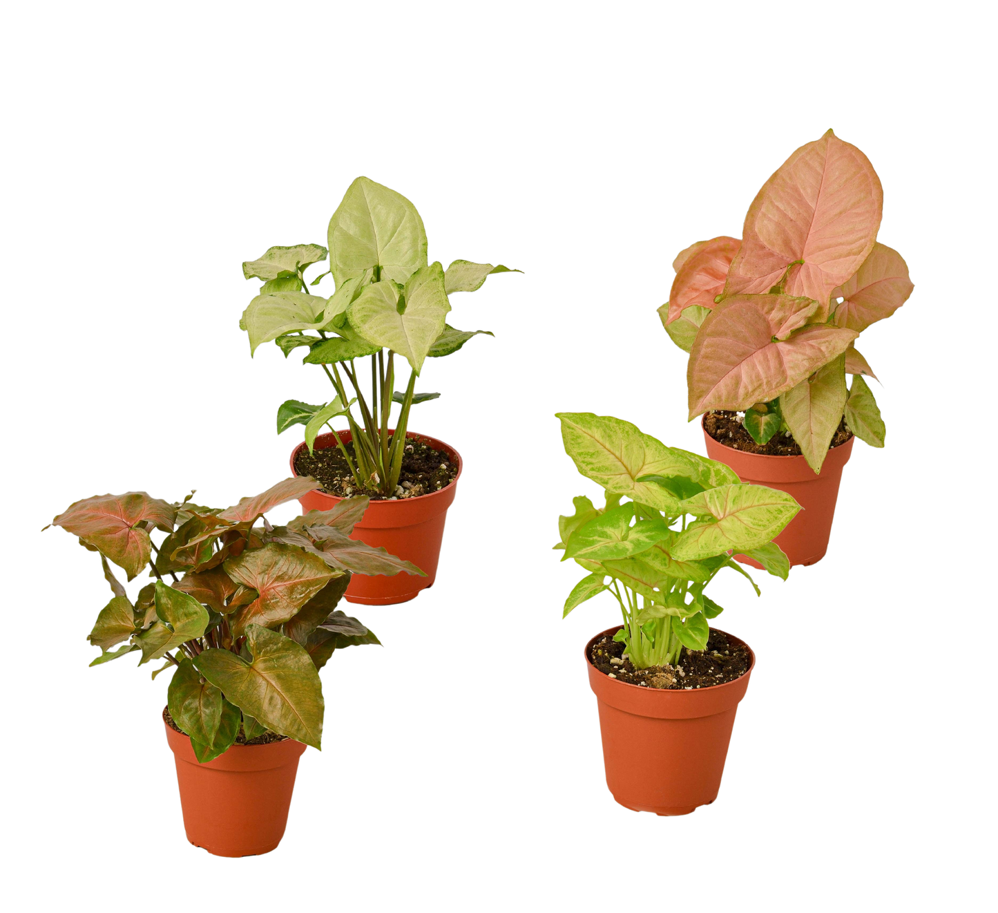 4 Syngonium Variety Pack