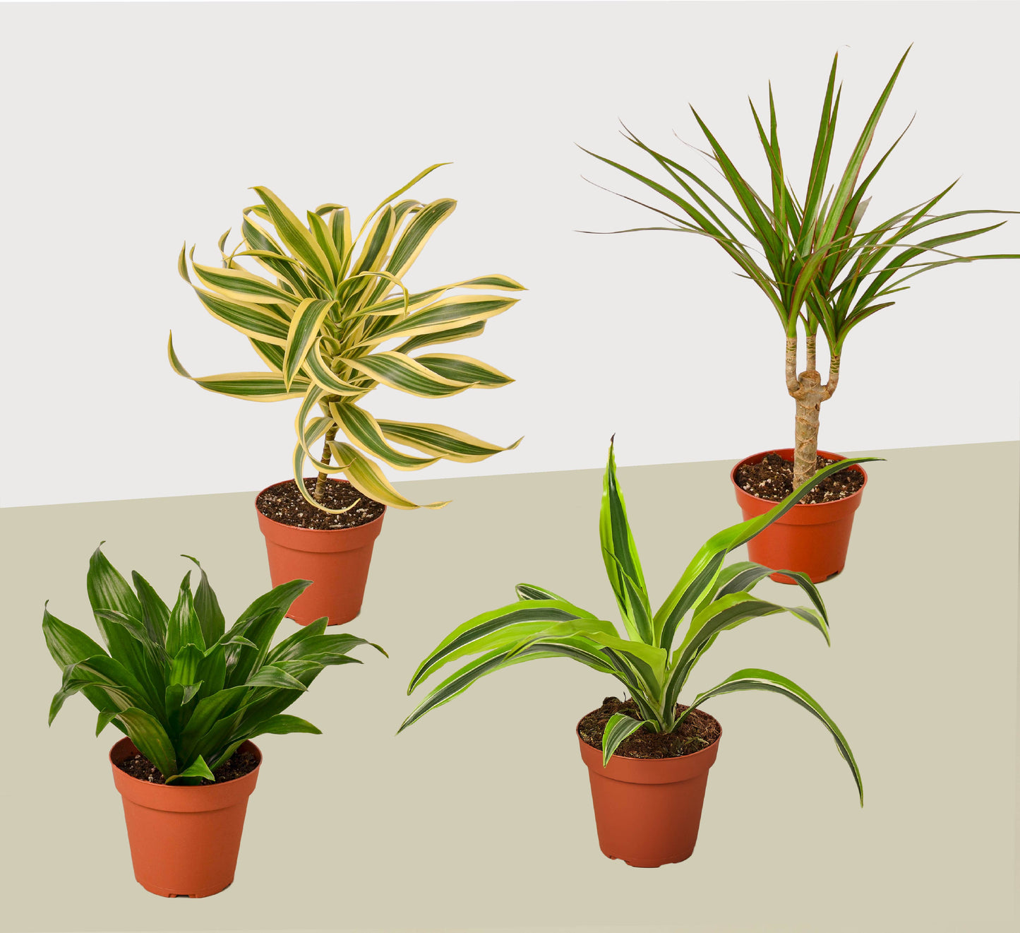 4 Dracaenas Variety Pack