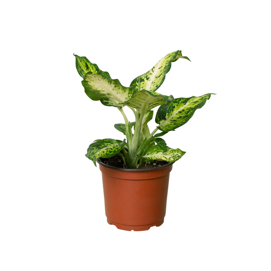 Dieffenbachia 'Amy'