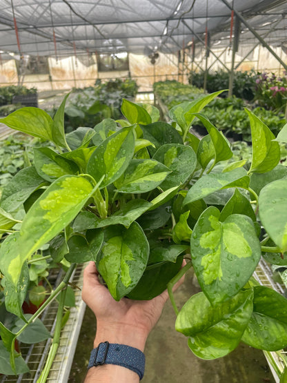 Pothos 'Global Green'