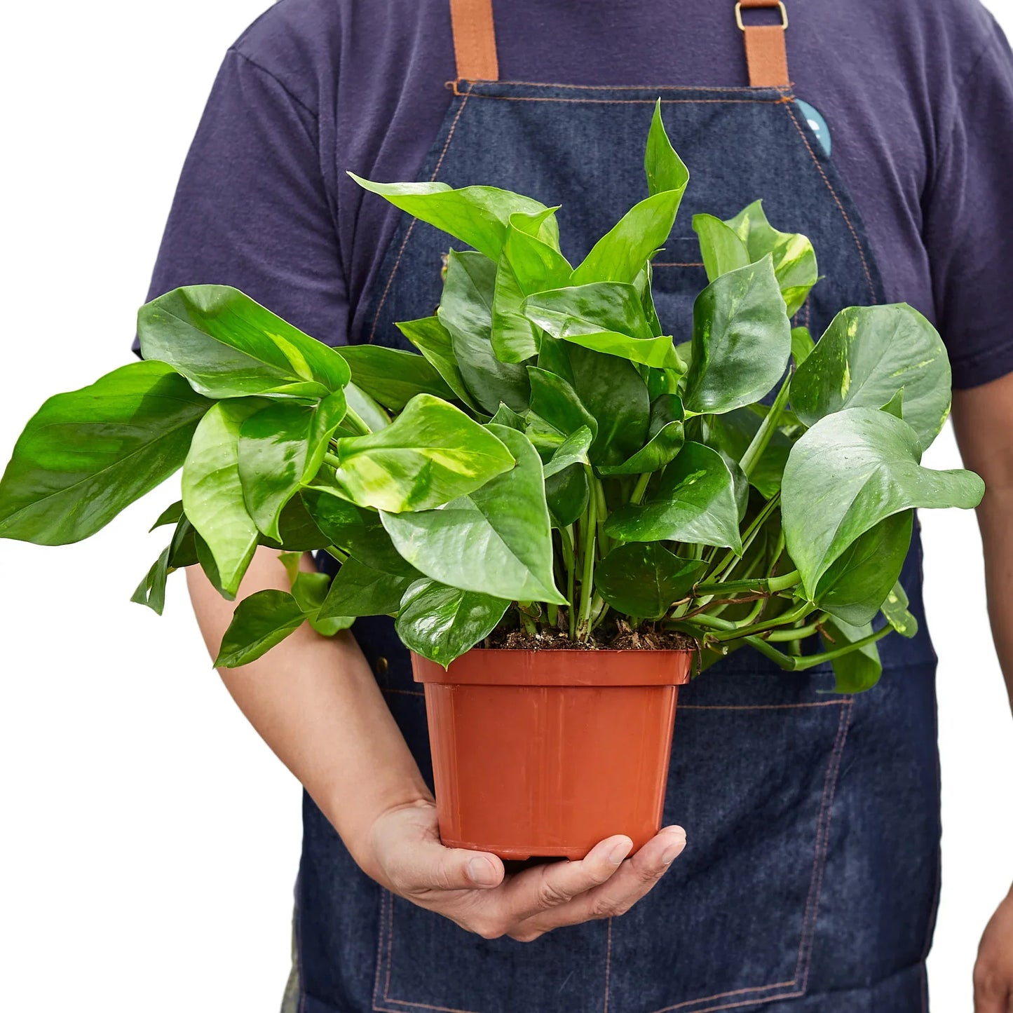 Pothos 'Golden'