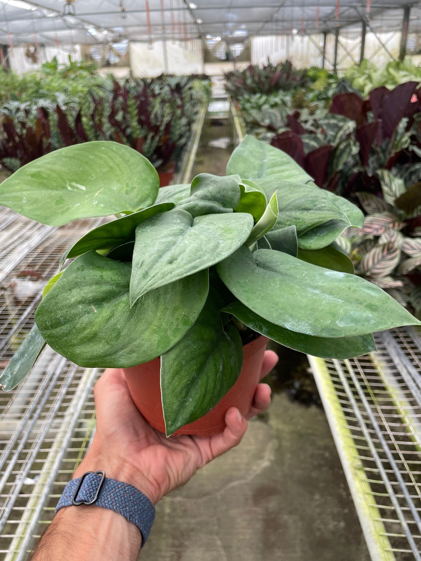 Pothos Jade Satin