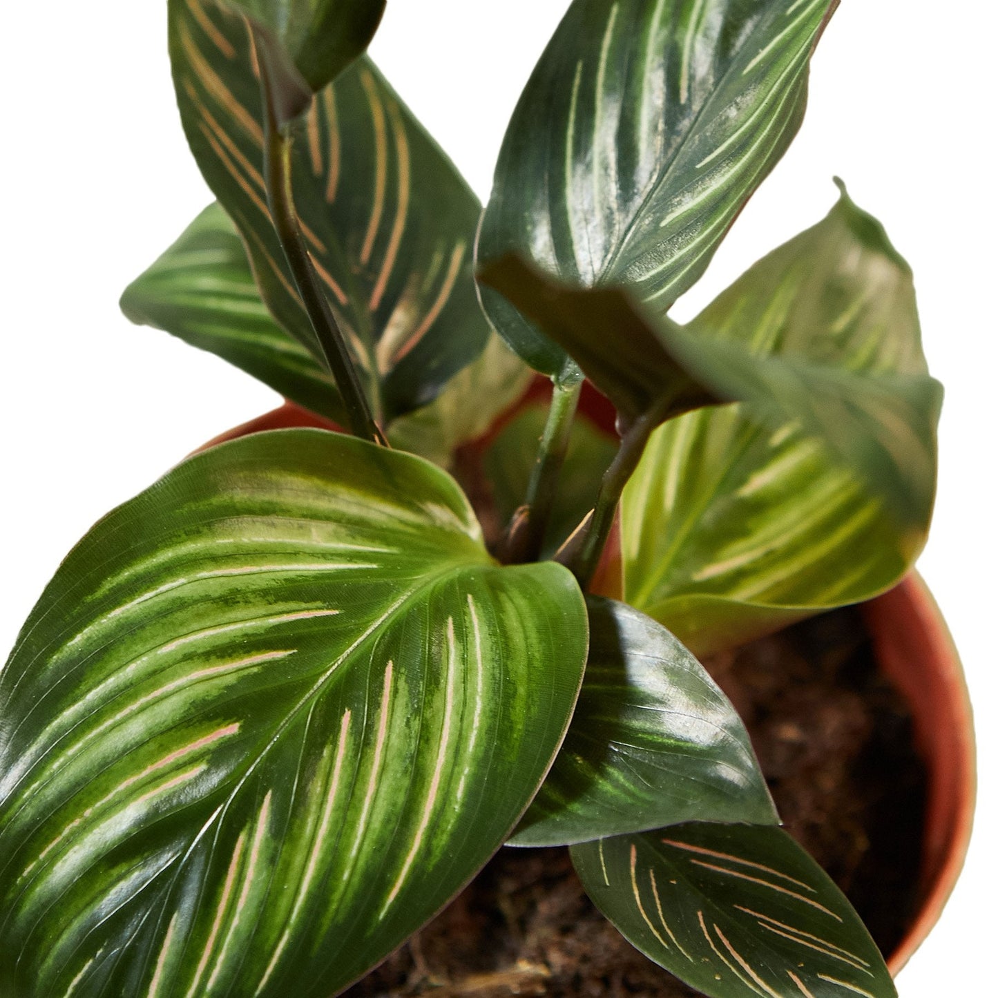 Calathea 'Beauty Star'