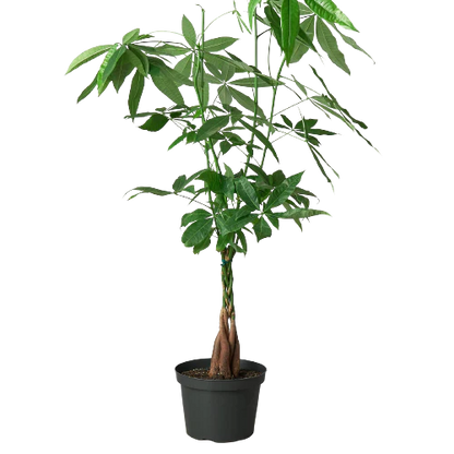 Money Tree 'Guiana Chestnut' Pachira Braid