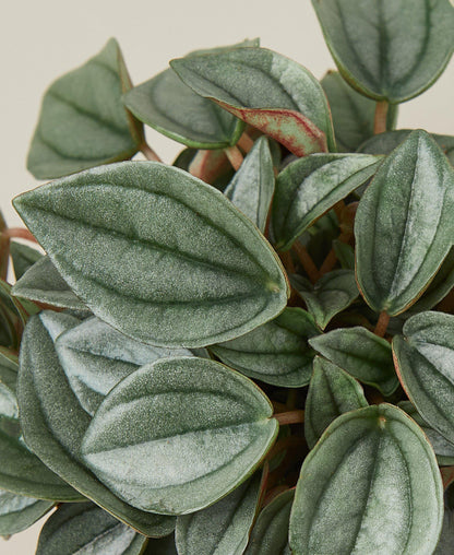 Peperomia 'Napoli Nights'