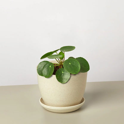 Pilea Peperomioides 'Chinese Money'