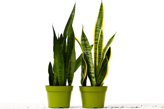 2 Snake (Sansevieria) Plant Variety Pack