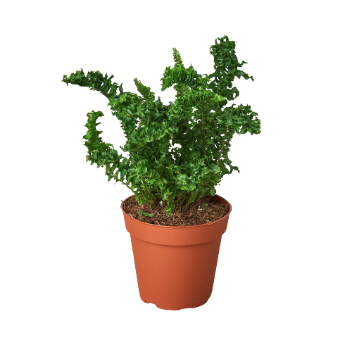 'Emina' Fern