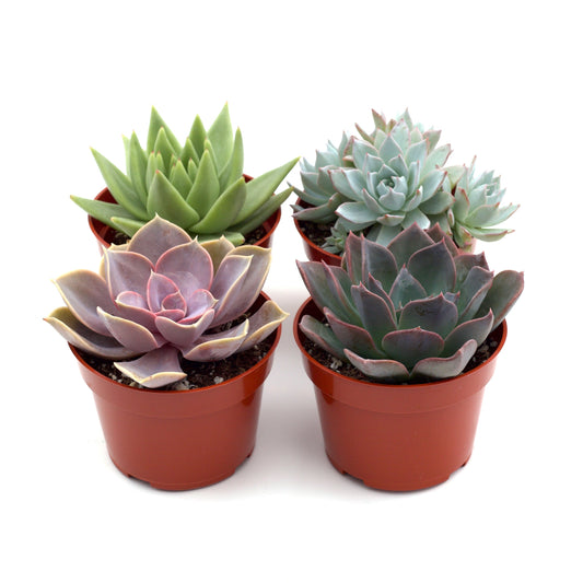 Rosette Succulent Variety Pack